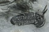 Two, Large Devil Horned Cyphaspis Trilobites - One Ventral #208381-4